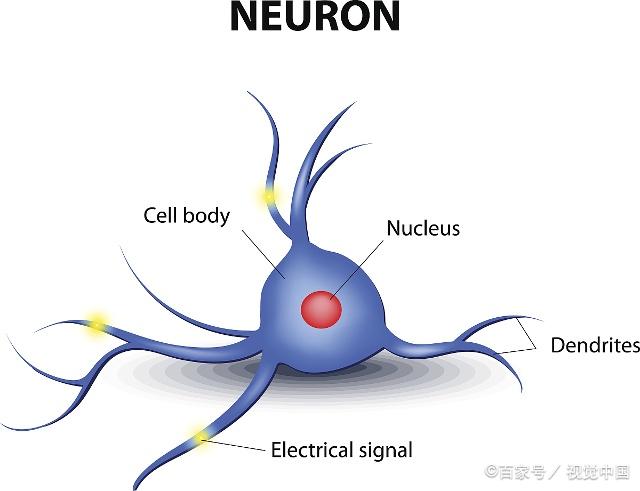 「研究」生物神經元模型-人工智能的基本構成