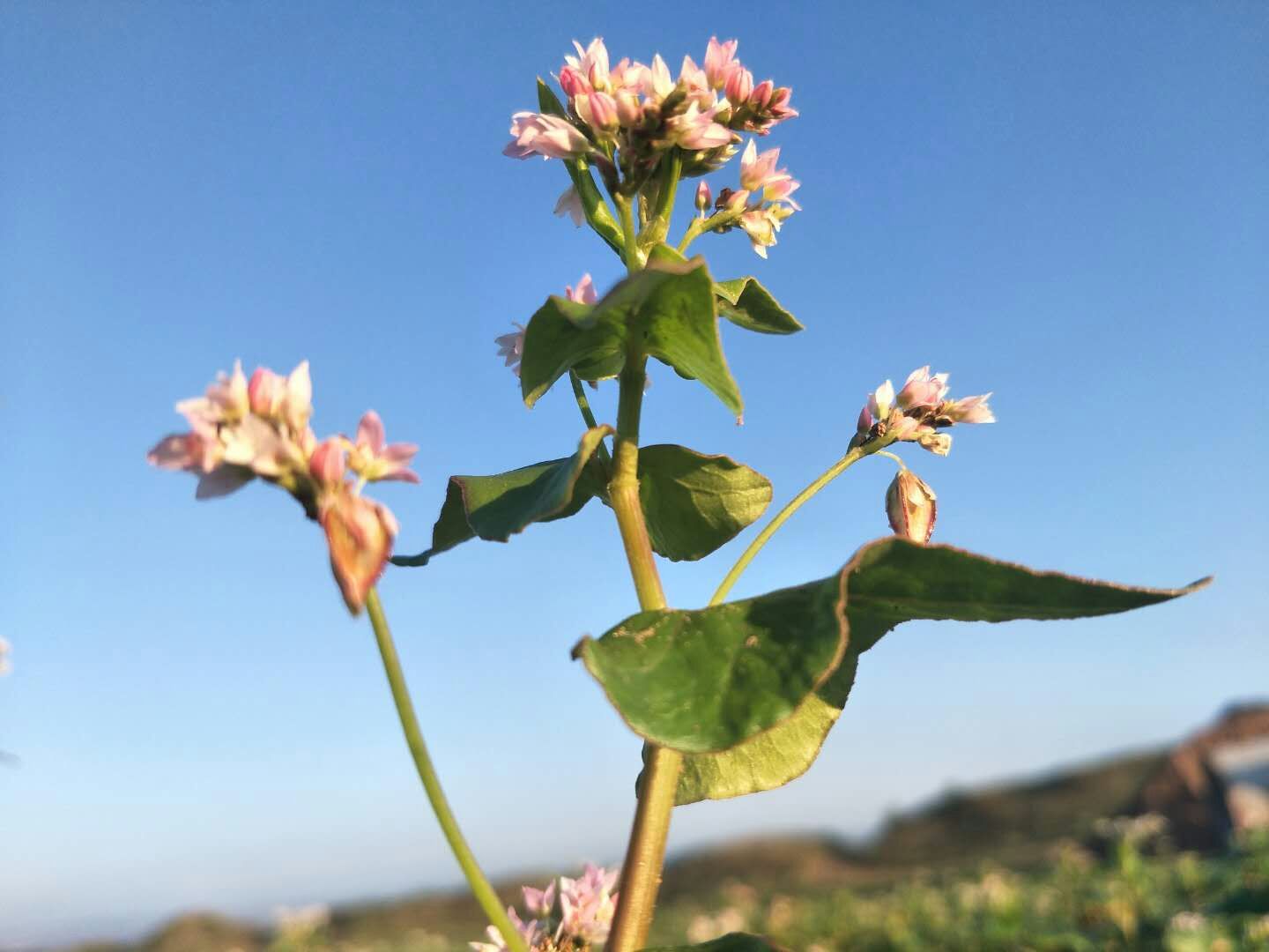 陕北定边县的荞麦花