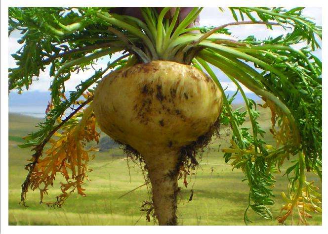 黑色玛卡是被公认为效果最好的玛卡,产量极少.国内云南等地黑玛卡干果