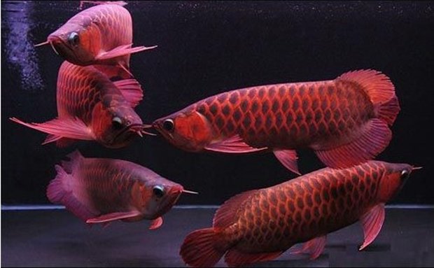 不用说,鱼是人类的好朋友,既丰富了我们人类的菜谱,又让我们赏心悦目