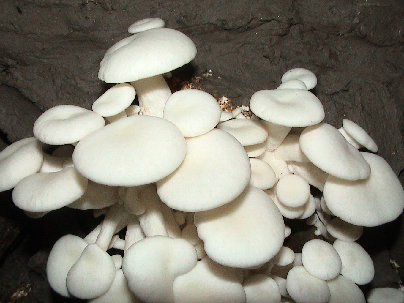 小白菇如何人工栽培及环境要求是什么?