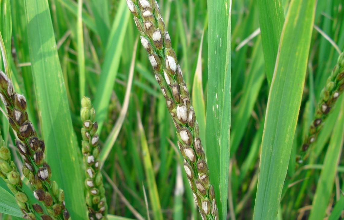 水稻赤枯病的防治措施