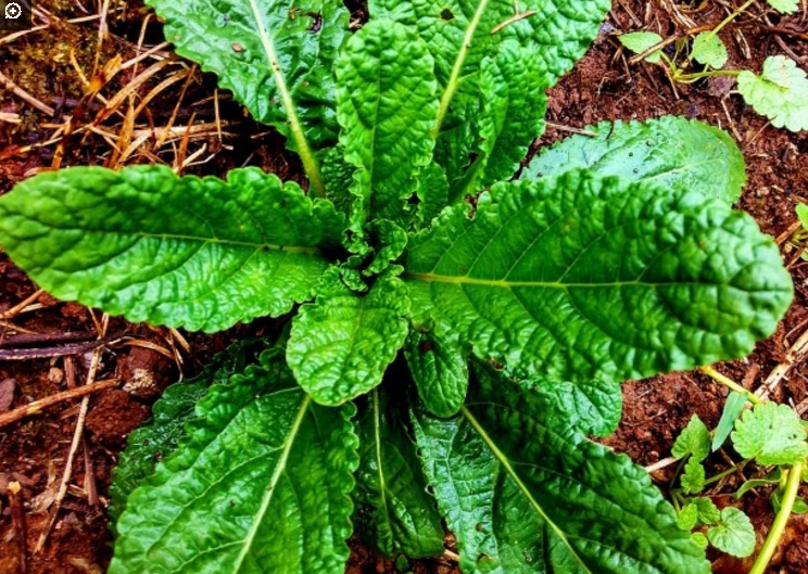 荔枝草也叫癞蛤蟆草,癞疙宝草.用它煎水喝半天止咳,还可以用来煎鸡蛋