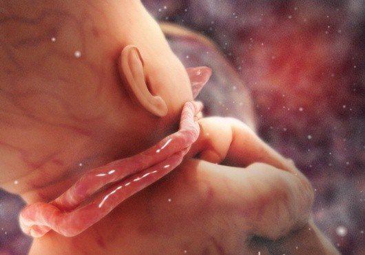 胎儿八个月的样子图片图片
