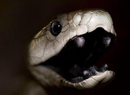 动物世界,非洲死神,令人闻风丧胆的黑曼巴蛇