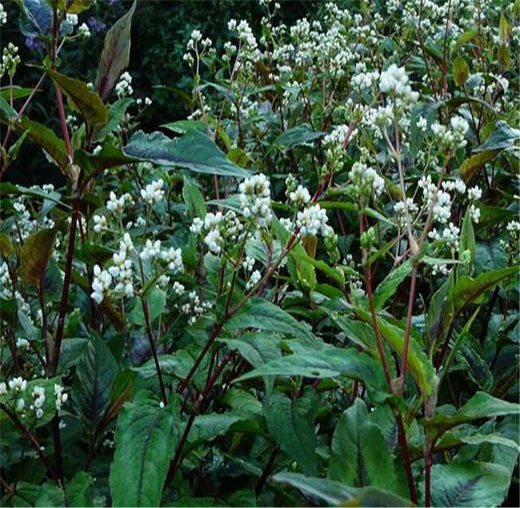 火炭母有清热利湿,平肝明目的功效,对用眼过度的人是好食品