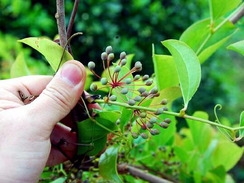 对于农民来说马甲子却是十分头疼的一种植物