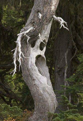 世界上有什么树吓人图片