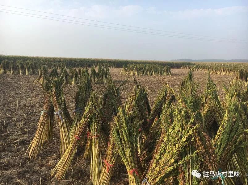 中国白芝麻原产地是哪里?哪里的白芝麻最好?