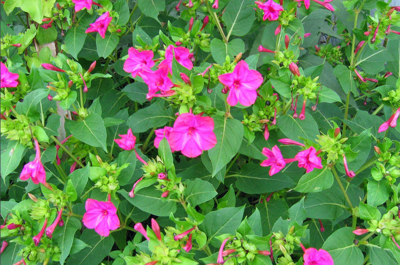 广东农村家家都种的"钻地老鼠",不但可以美容,还可以治疗癌症