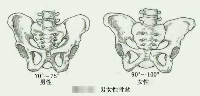 男女骨盆的区别表格图图片