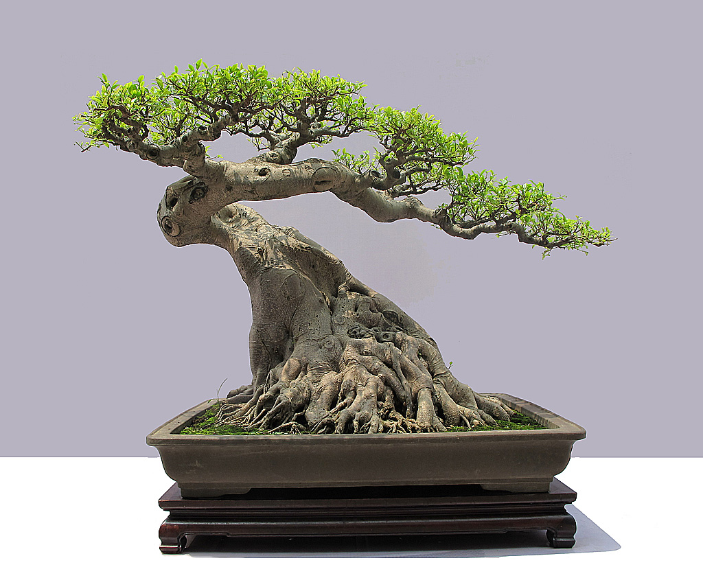 一位盆景新手对盆景独到的感悟,好有正能量!