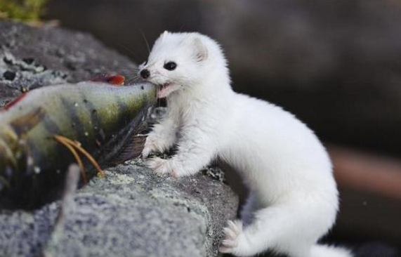 白面鼬獾图片