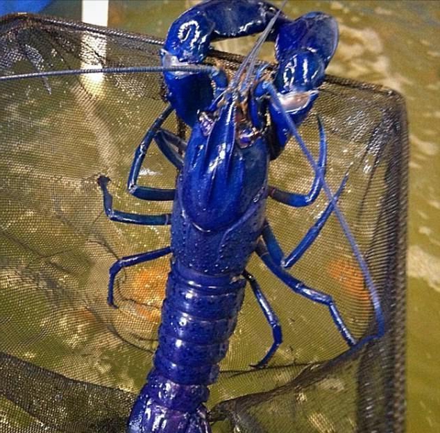 农村渔民捕获蓝色龙虾,煮熟后变橘色,顾客怕是污染虾不敢食用