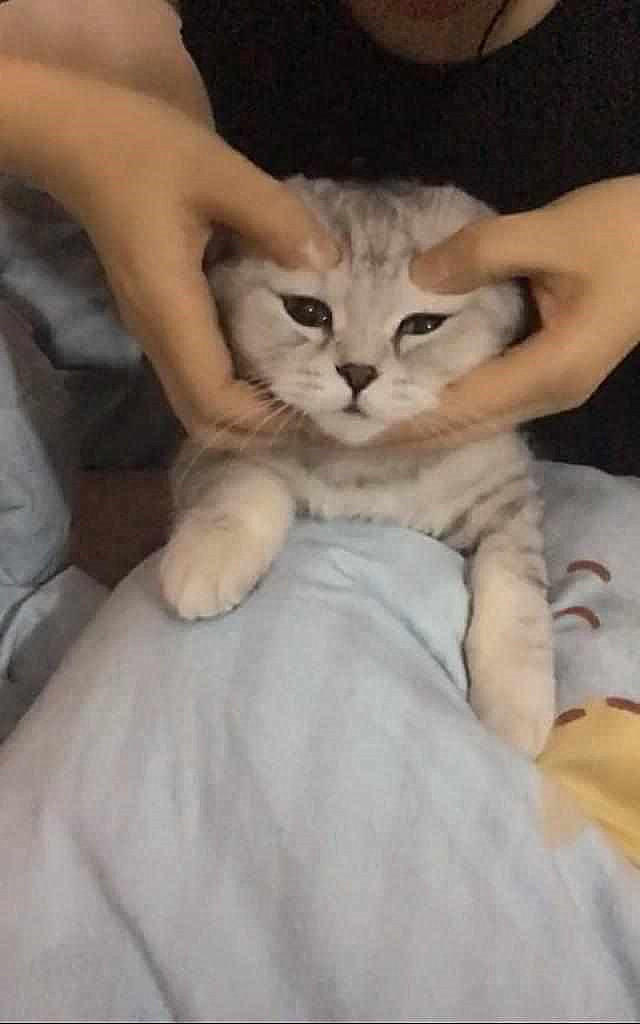 铲屎官这样给猫咪按摩,喵皇气得亮出爪子