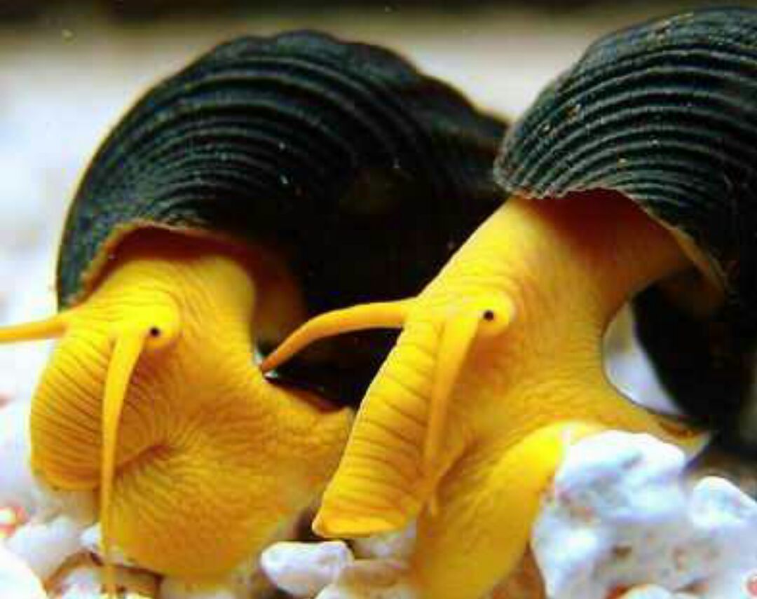 橙兔螺的养殖方法介绍以及常见问题