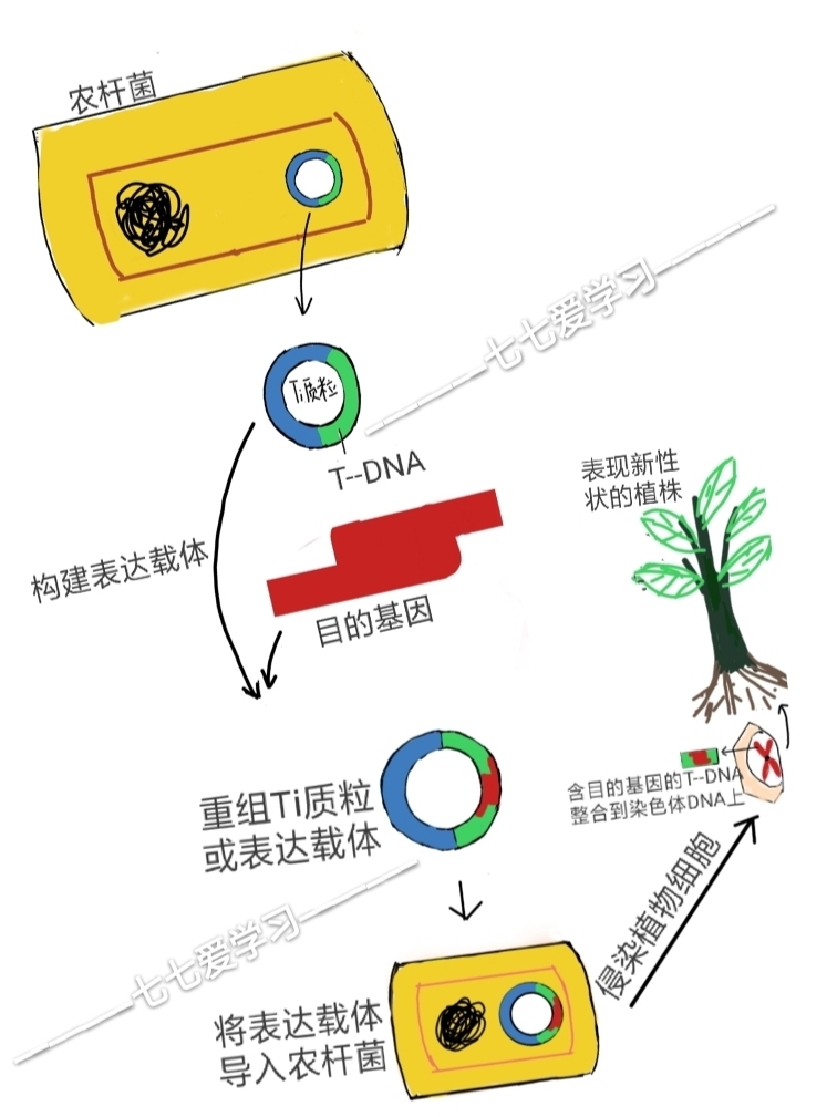 农杆菌介导法侵染步骤图片