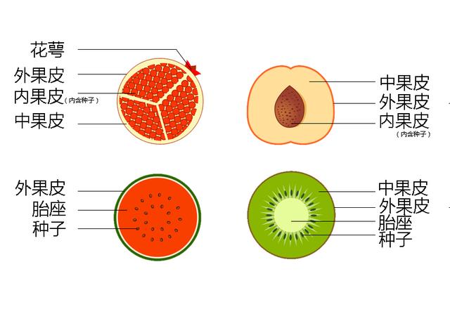 柚子内部结构图和讲解图片