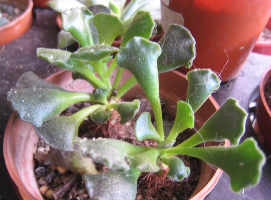 神想曲天锦章属多肉植物,茎褐色被密生的气生根包裹,姿态奇特