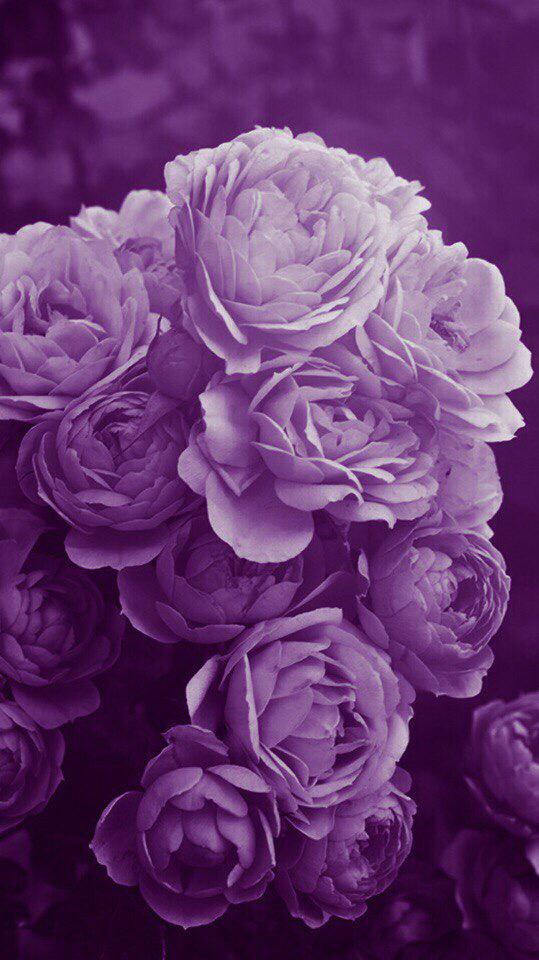 暗紫花朵手机主题壁纸