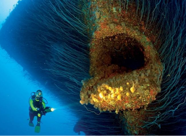 海洋裡孕育著很多未知的生物,另人想要探索和了解,但深海是一個恐怖的