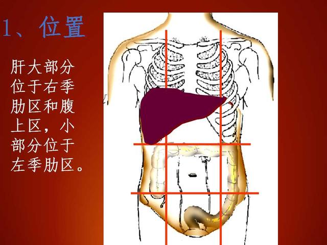 肝门在哪个位置图片图片