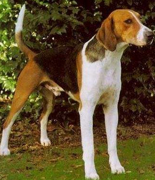 猎狐犬,别名英国猎狐犬,在美国被用于狩猎