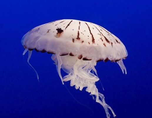 南极迪普鲁玛斯水母:这种美丽的水母生活在南极的深海处,有着橘红色和