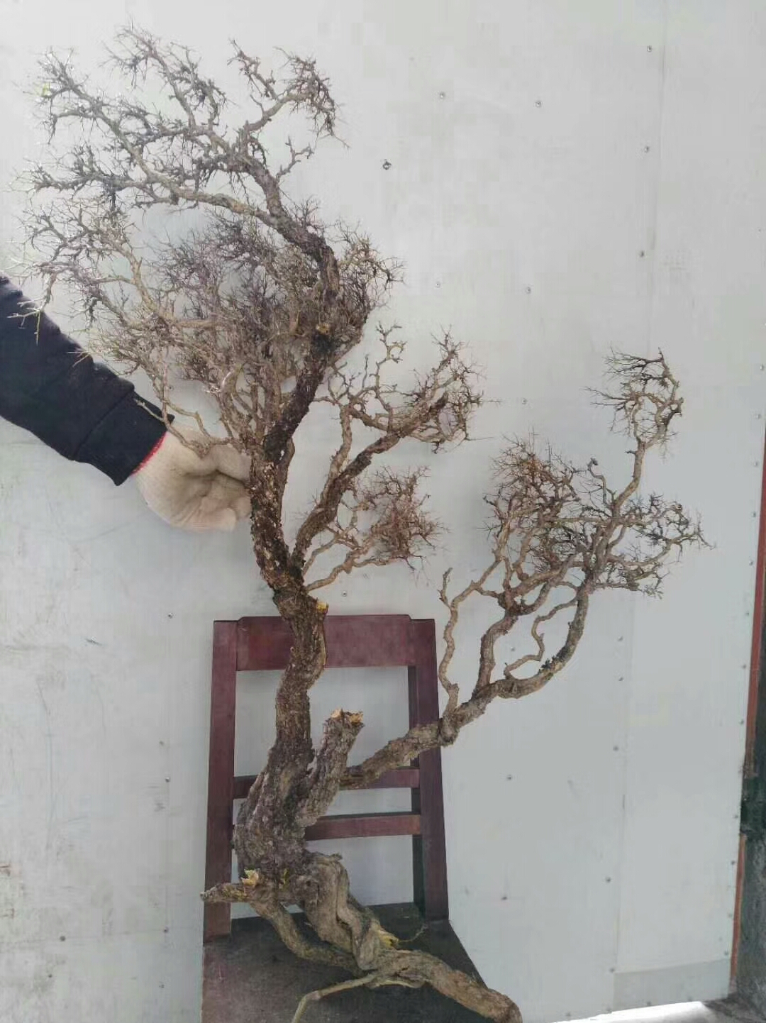 刺旋花灌木树桩看起来很清秀,不错!