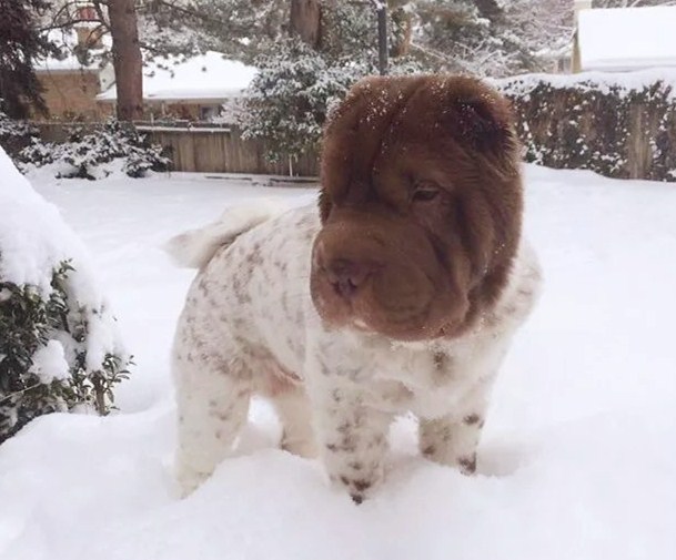 這隻混血沙皮犬,真的不是變異了嗎?