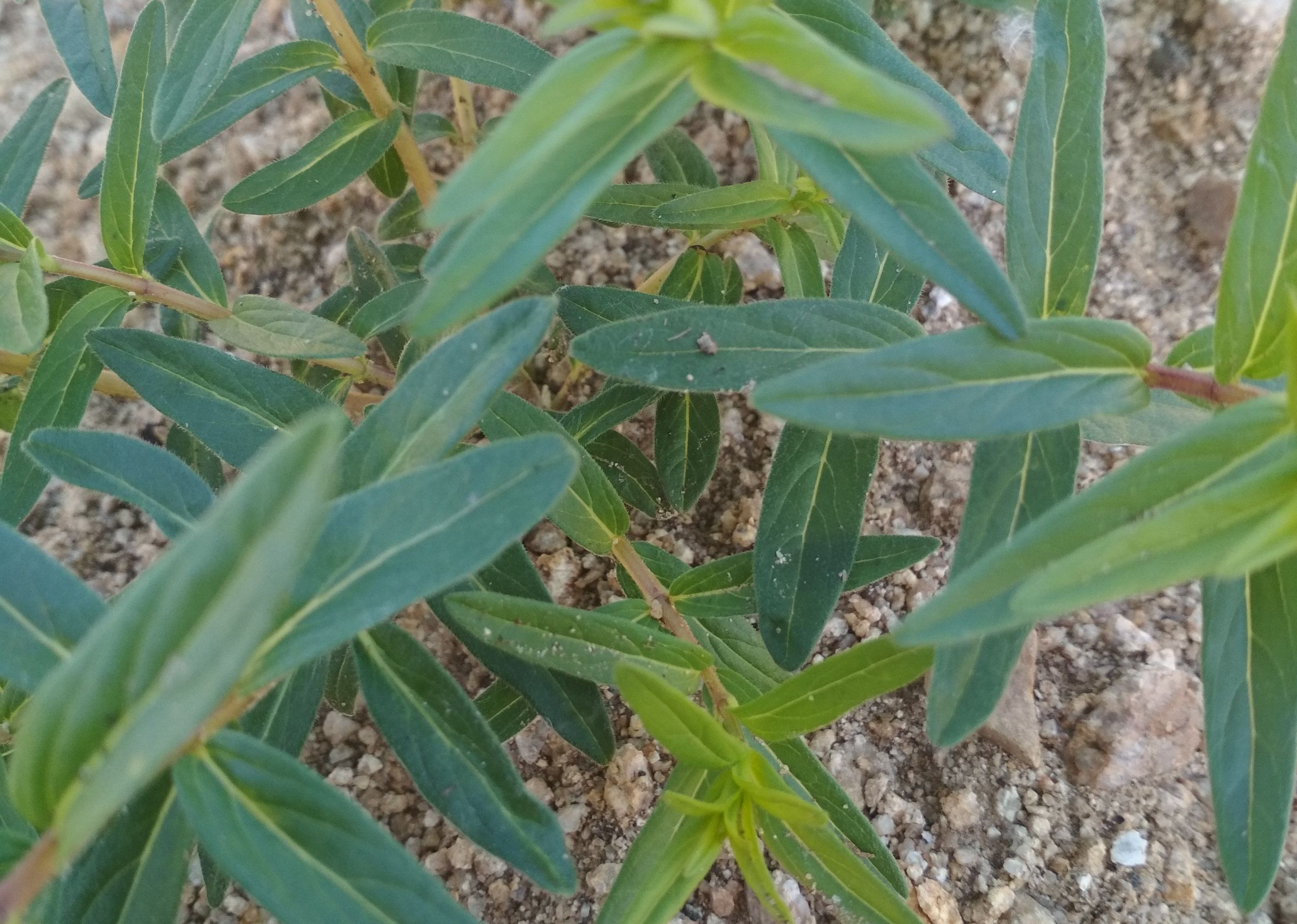 小黄芩大收益,2018年在农村种植黄芩可以赚多少钱