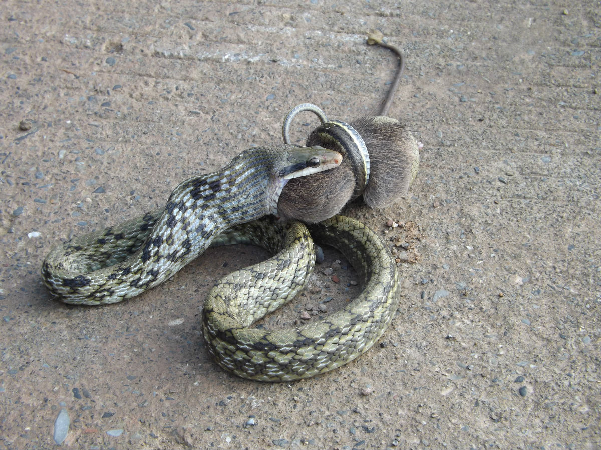 蛇 蛇也很喜欢吃老鼠