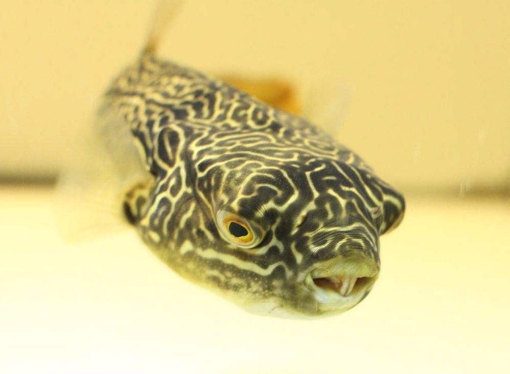 第3名:大嘴鲸,大嘴鲸隶属颈鳍鲶科,大嘴鲸食量巨大,捉到活得猎物直接