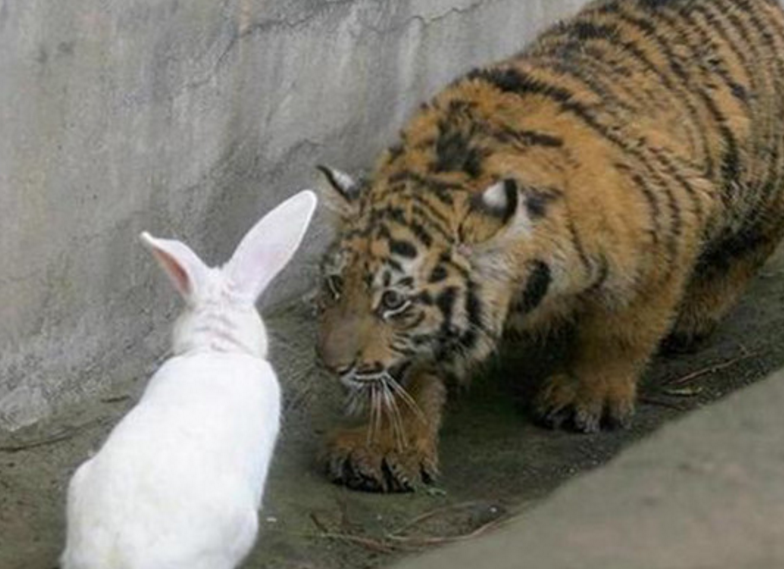 老虎抱兔子寓意图片