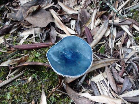 蓝色蘑菇有毒图片