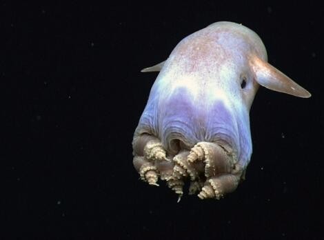 海樽:樽海鞘是浮游被囊动物,经由牠们透明的身体消解水中的二氧化碳.