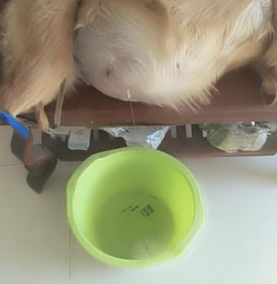 狗狗肚子腹水病,医生表示无治,主人用这方法治!