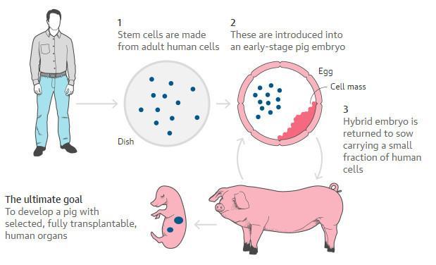 世界第一个人猪杂交胚胎合成