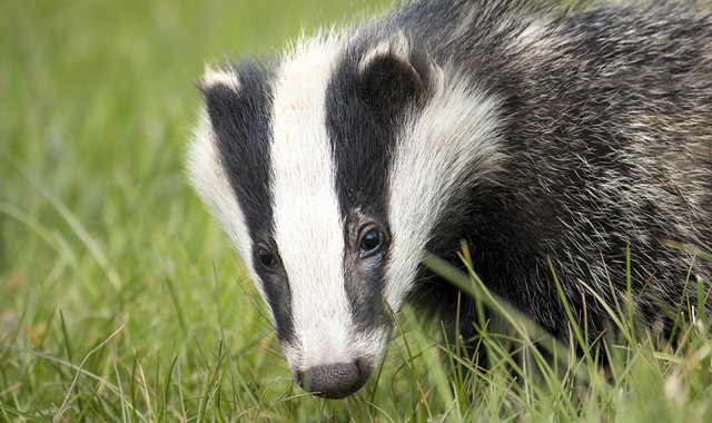为遏制牛结核病,英国政府在争议声中扑杀近 2 万只獾