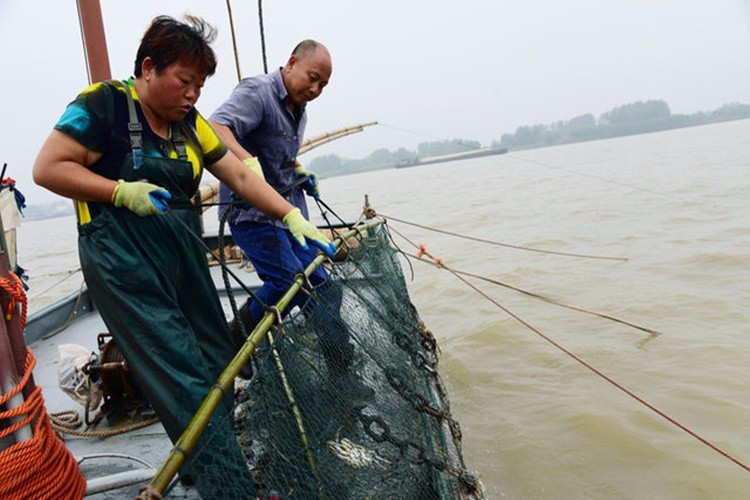 农村大姐长江捕捞野生江蟹,一个小时收获6只,每只价格100多!