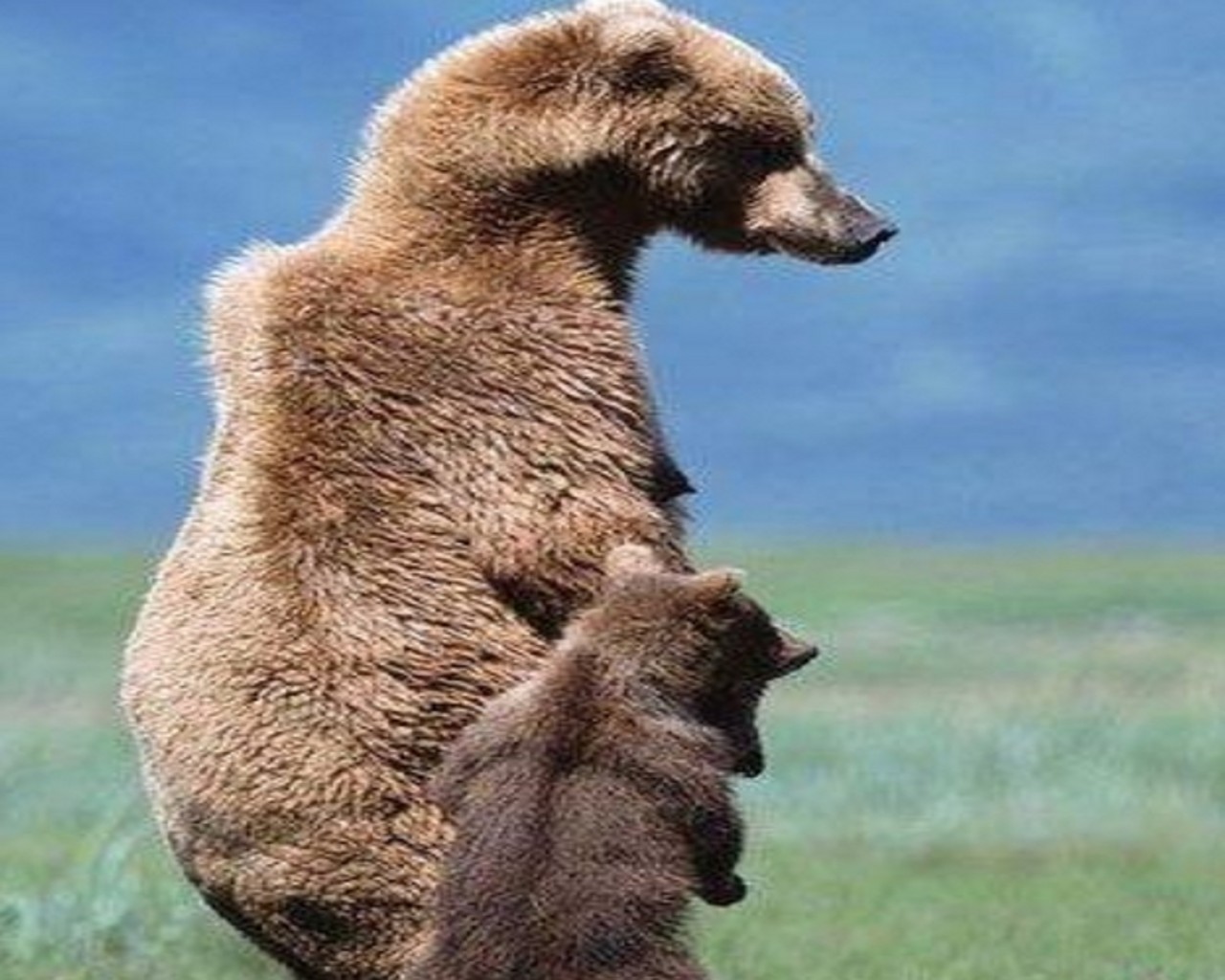 动物界的母爱,是动物都有的本能