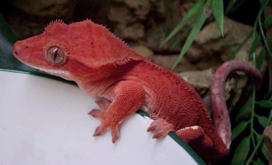 新几内亚大耳蝠于1890年灭绝超过120年没有见过大耳蝠的迹象,直到2012