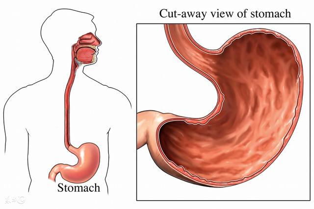 胃痛不是大病,痛起來讓你懷疑人生!胃不好的你需要知道這些