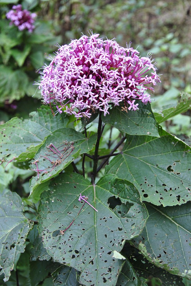 臭牡丹又名臭芙蓉,矮脚桐,在农村我们经常看到这种花,很漂亮但是也很