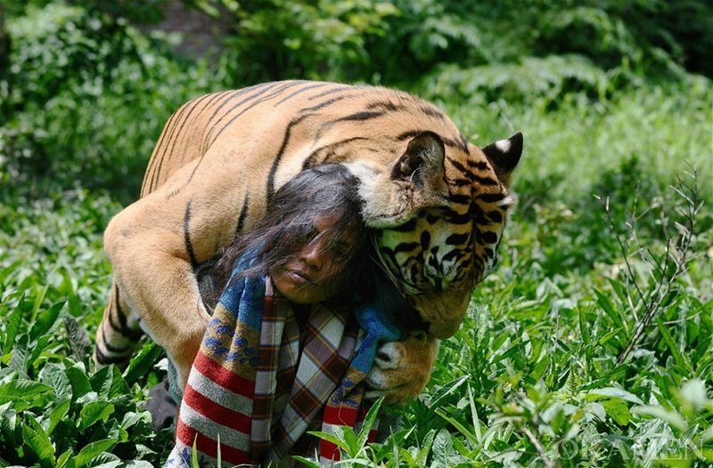 印尼男子与老虎成为挚友 彰显人与动物和谐