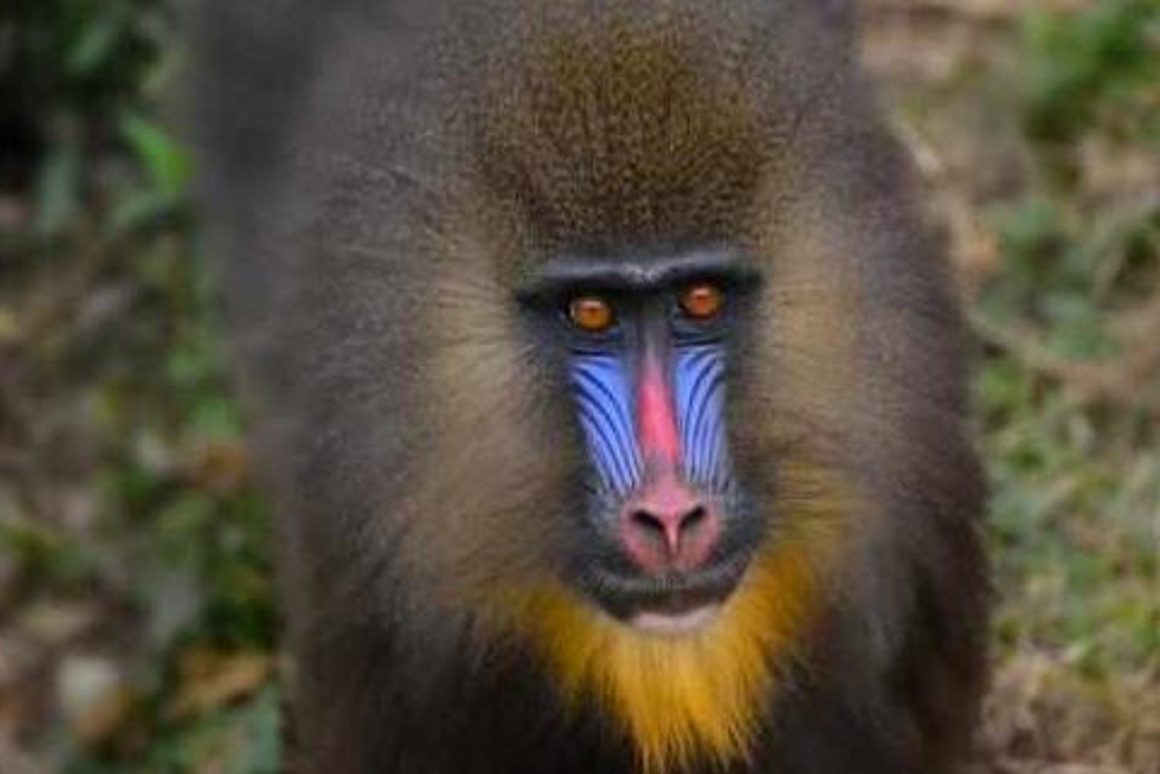 它的头大而长,鼻骨两侧各有1块骨质突起,其上有