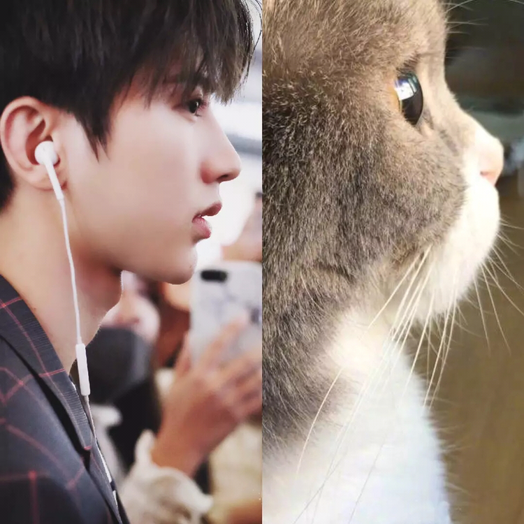 蔡徐坤跟小猫咪的各种神同步,粉丝大呼坤坤比小猫咪还要可爱!
