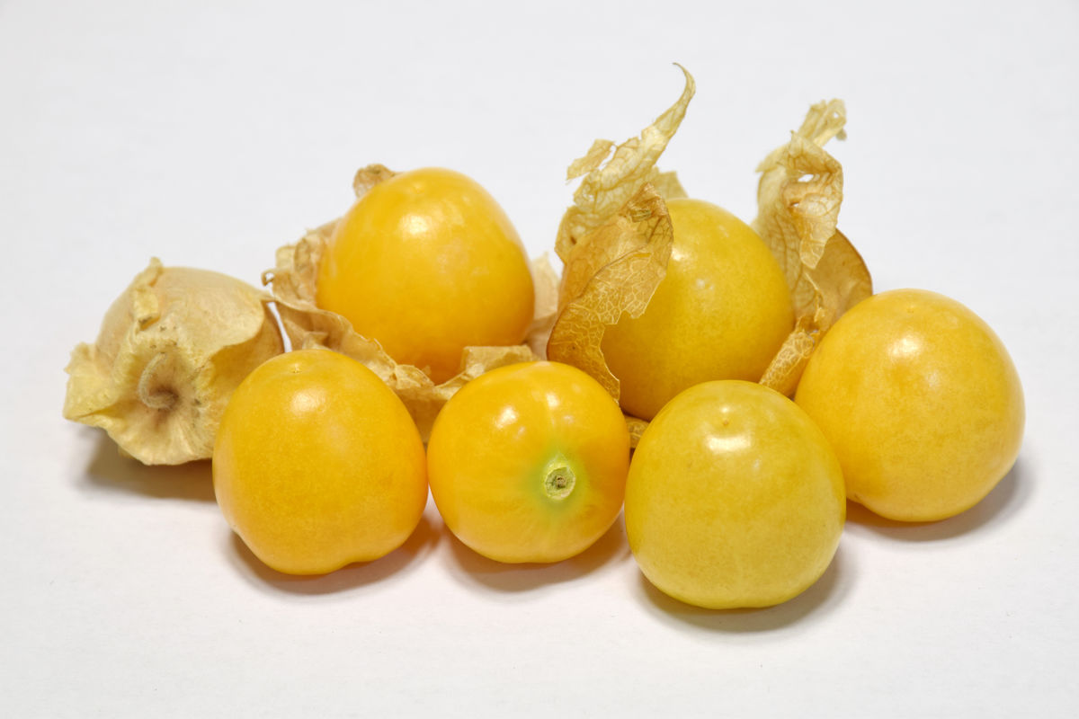 农村以前都懒得看的野果,成了农民的致富果,一亩可赚一万块