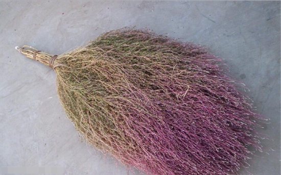 事实上,扫把草的学名叫"地肤",在日本,地肤是一种从江户时代就开始