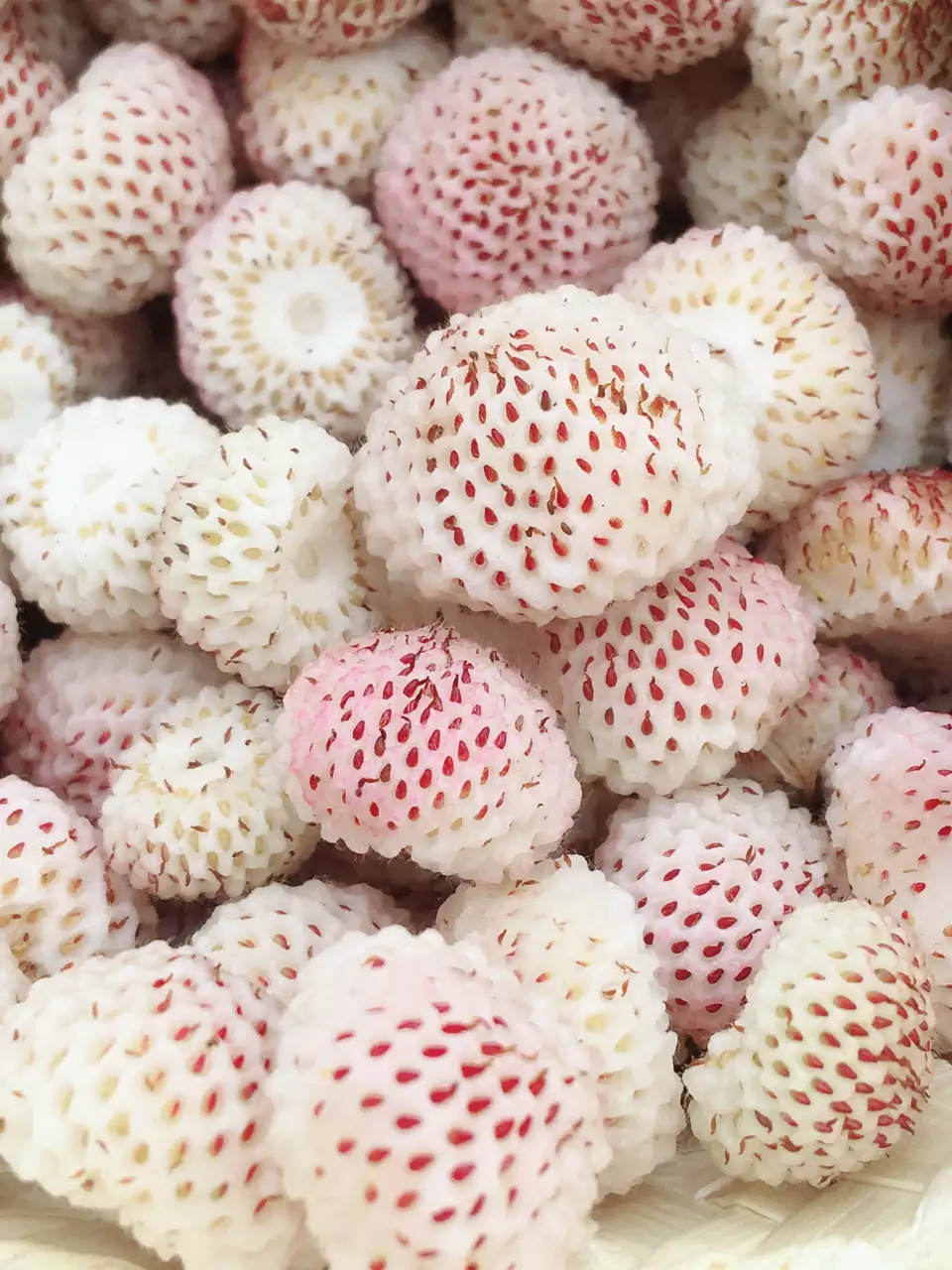 又到了一年最爱的野生白草莓成熟时节,吃货们,该约起来了哟